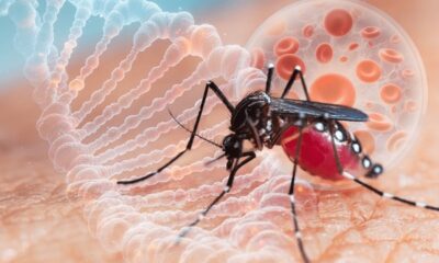 Breaking: Texas Faces Highest Dengue Cases in 22 Years – Here’s Why It Matters | Credits: Shutterstock