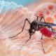 Breaking: Texas Faces Highest Dengue Cases in 22 Years – Here’s Why It Matters | Credits: Shutterstock