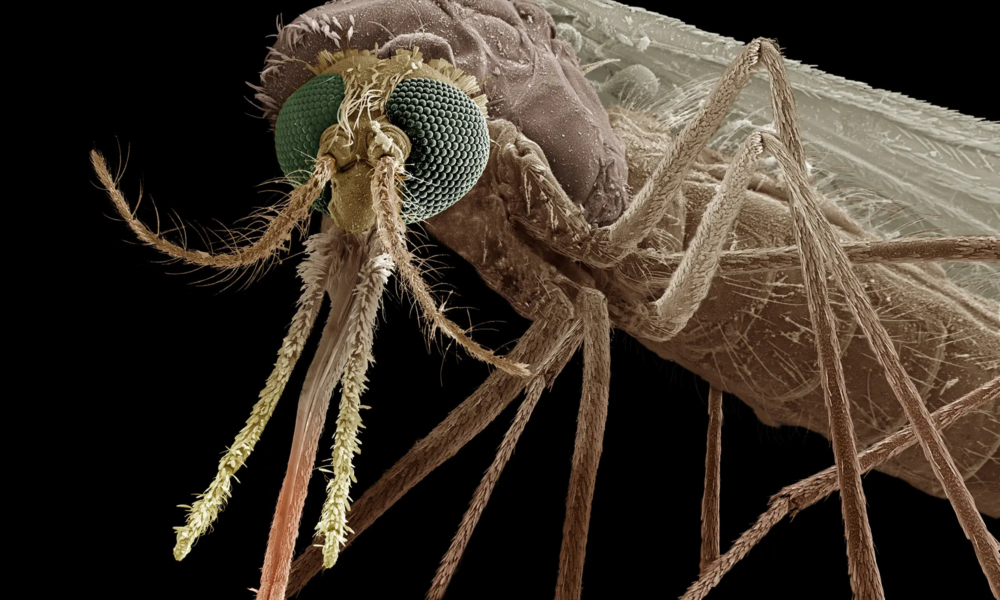 Venomous Mosquito Revolution: A Double-Edged Sword for Humanity?