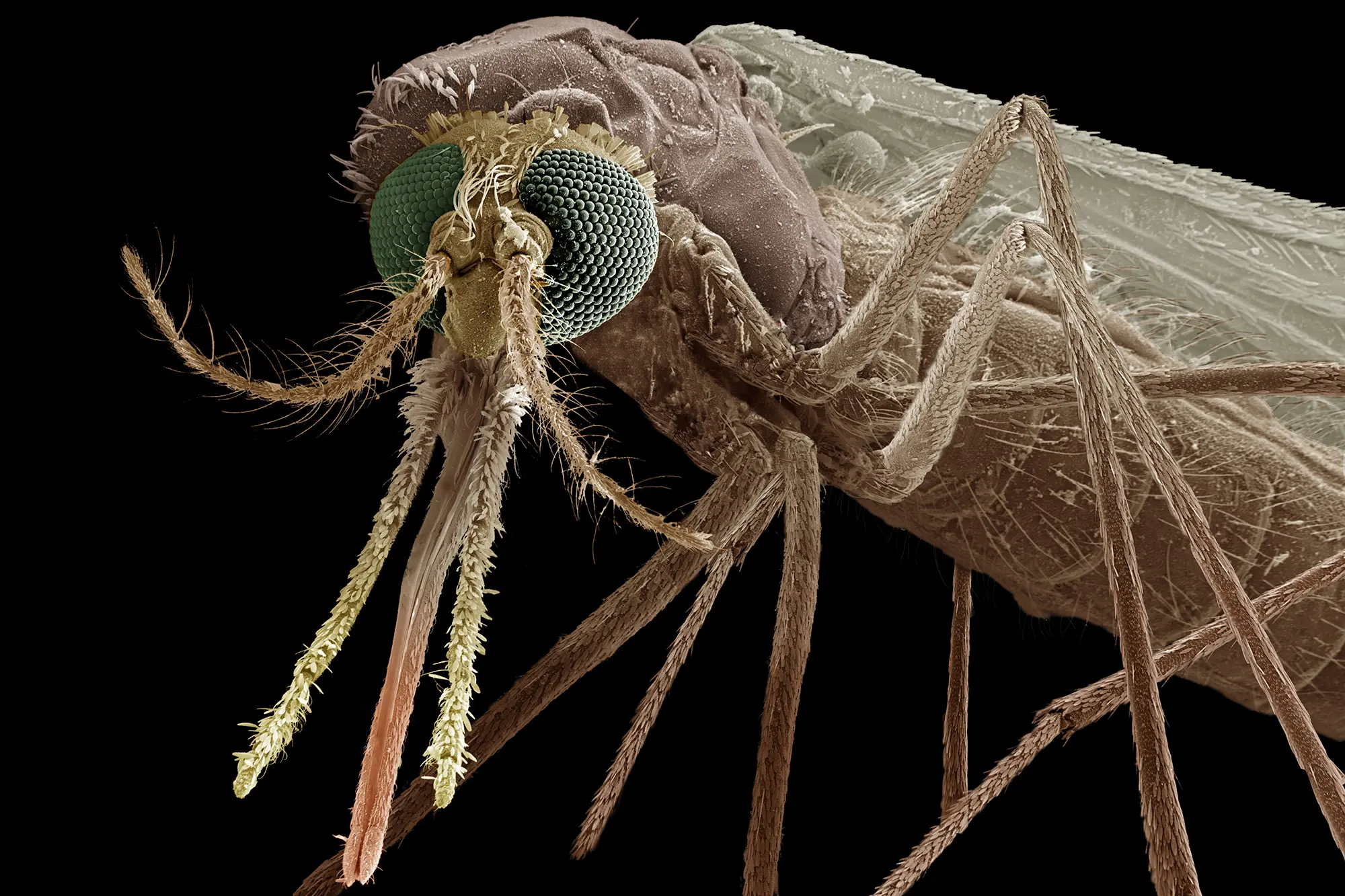 Venomous Mosquito Revolution: A Double-Edged Sword for Humanity?